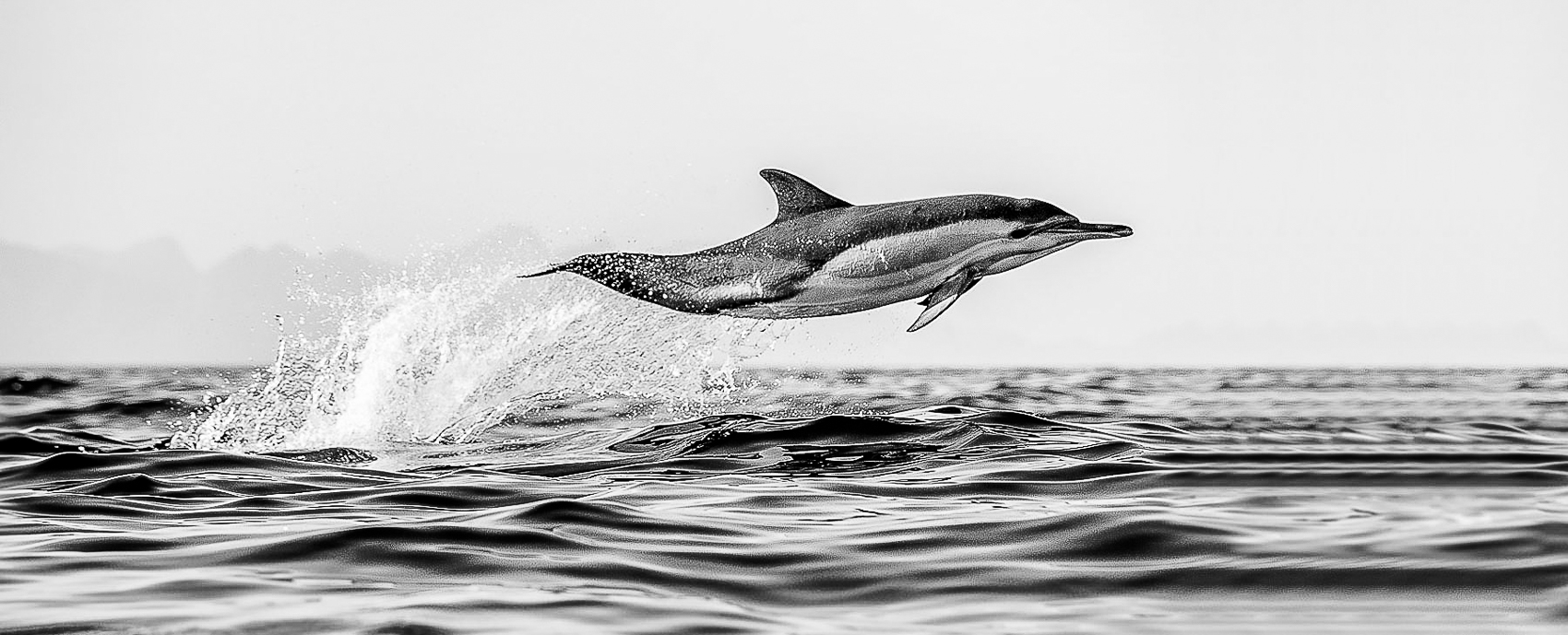 Ein Delphin springt aus dem Wasser