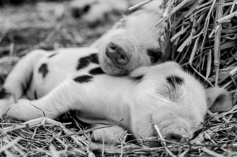 2 Schweinchen liegen zusammen